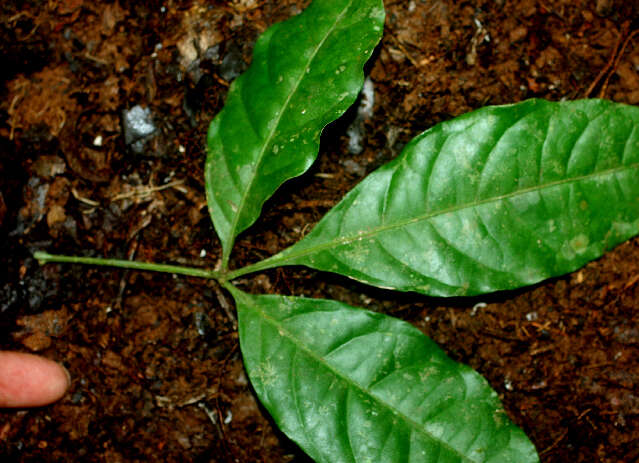 Image of Galipea dasysperma J. Gómez-Laurito & Q. Jiménez Madrigal