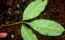 Image of Galipea dasysperma J. Gómez-Laurito & Q. Jiménez Madrigal