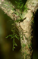 Image of Galipea dasysperma J. Gómez-Laurito & Q. Jiménez Madrigal