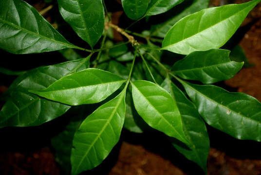 Image of Galipea dasysperma J. Gómez-Laurito & Q. Jiménez Madrigal