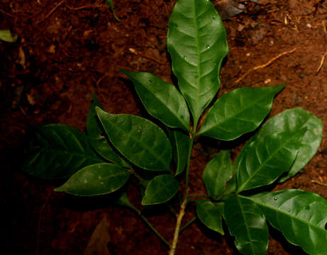 Image of Galipea dasysperma J. Gómez-Laurito & Q. Jiménez Madrigal