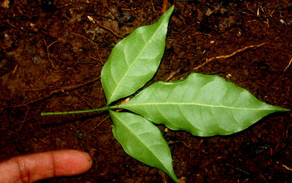 Слика од Galipea dasysperma J. Gómez-Laurito & Q. Jiménez Madrigal