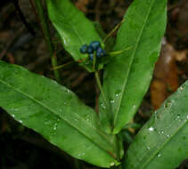 Image of Heliconia aurantiaca Verschaff.