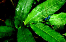 Image of Heliconia aurantiaca Verschaff.