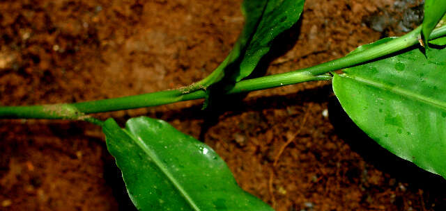 Image of Heliconia aurantiaca Verschaff.