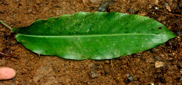 Image of Heliconia aurantiaca Verschaff.