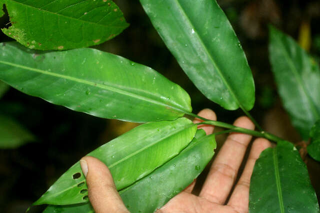 Image of Heliconia aurantiaca Verschaff.