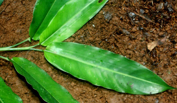 Image of Heliconia aurantiaca Verschaff.