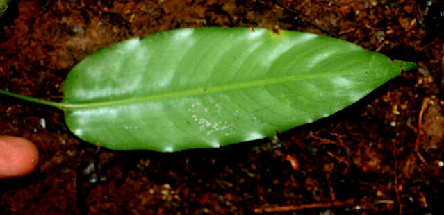 Image of Heliconia aurantiaca Verschaff.