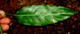 Image of Heliconia aurantiaca Verschaff.