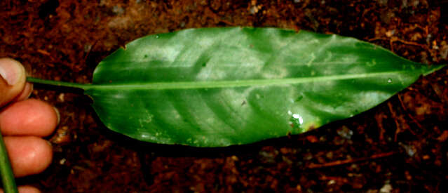 Image of Heliconia aurantiaca Verschaff.