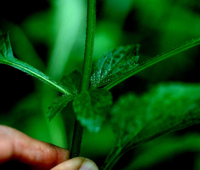 Image of light-blue snakeweed