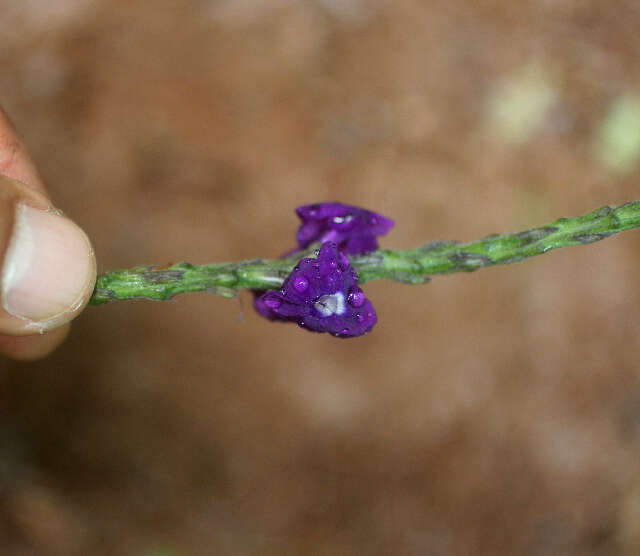 Image of light-blue snakeweed