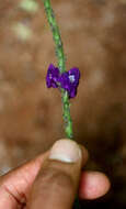 Image of light-blue snakeweed