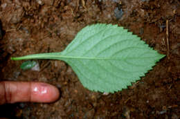 Image of light-blue snakeweed