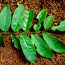 Imagem de Dalbergia glomerata Hemsl.