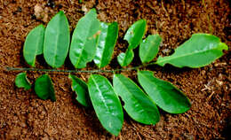 Image of Dalbergia glomerata Hemsl.