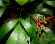 Reinhardtia simplex (H. Wendl.) Burret的圖片