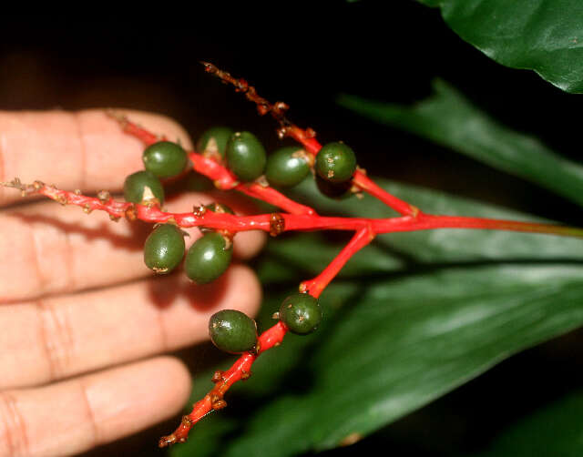 Reinhardtia simplex (H. Wendl.) Burret的圖片