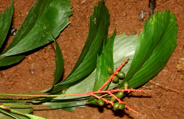 Reinhardtia simplex (H. Wendl.) Burret的圖片