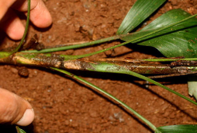 Reinhardtia simplex (H. Wendl.) Burret的圖片