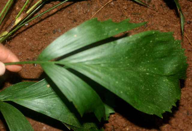 Reinhardtia simplex (H. Wendl.) Burret的圖片