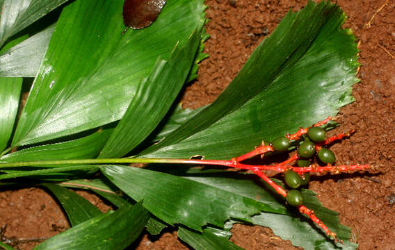 Image of Reinhardtia simplex (H. Wendl.) Burret