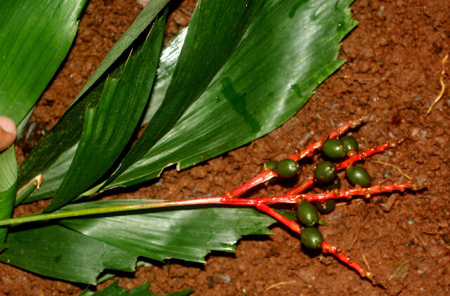 Reinhardtia simplex (H. Wendl.) Burret的圖片