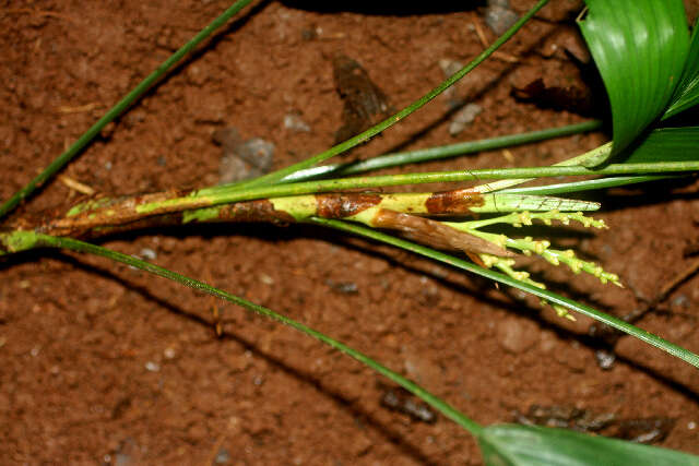 Reinhardtia simplex (H. Wendl.) Burret的圖片