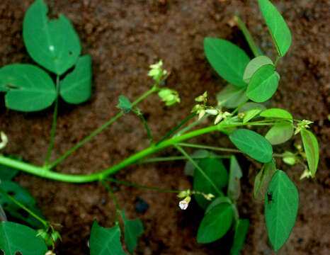 Image de Oxalis barrelieri L.