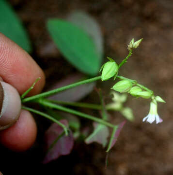 Image de Oxalis barrelieri L.