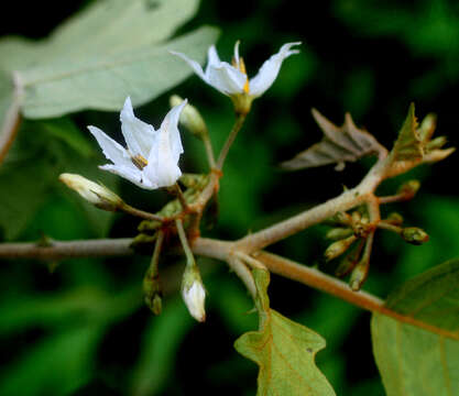 Solanum diversifolium Schltdl.的圖片