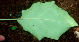 Image of Solanum diversifolium Schltdl.