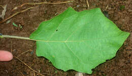 Image of Solanum diversifolium Schltdl.