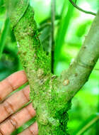 Image of Solanum diversifolium Schltdl.