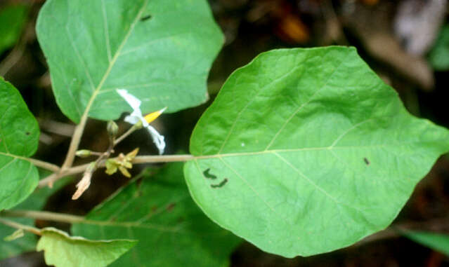 Image of Solanum diversifolium Schltdl.