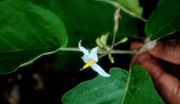 Image of Solanum diversifolium Schltdl.