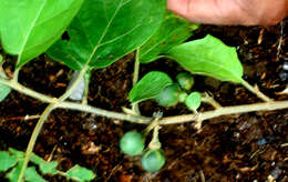 Image of Solanum diversifolium Schltdl.