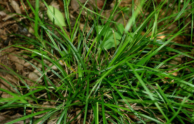 Image of Florida Keys Nut-Rush