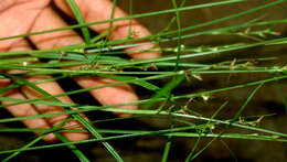 Image of Florida Keys Nut-Rush