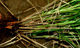 Image of Florida Keys Nut-Rush