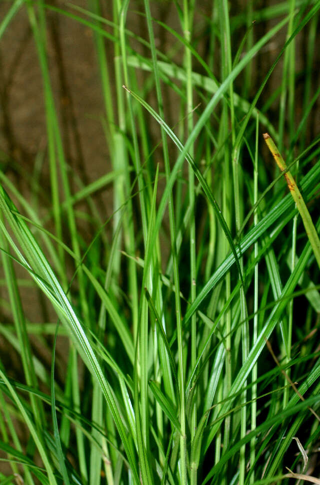 Image de Scleria lithosperma (L.) Sw.