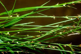 Image de Scleria lithosperma (L.) Sw.