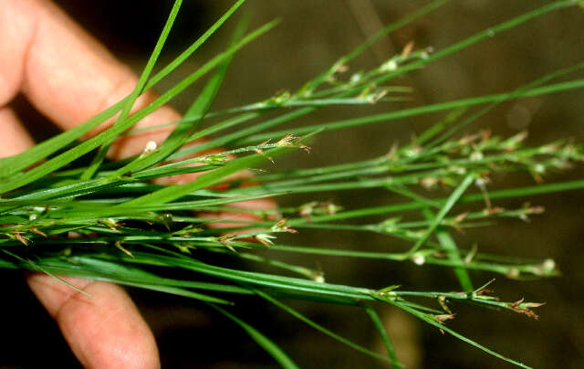 Image de Scleria lithosperma (L.) Sw.