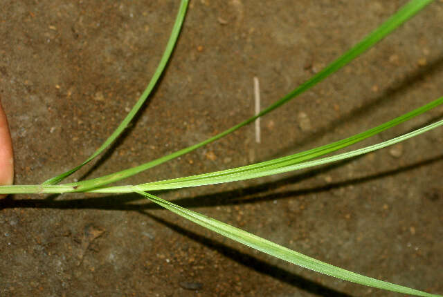 Image de Scleria lithosperma (L.) Sw.