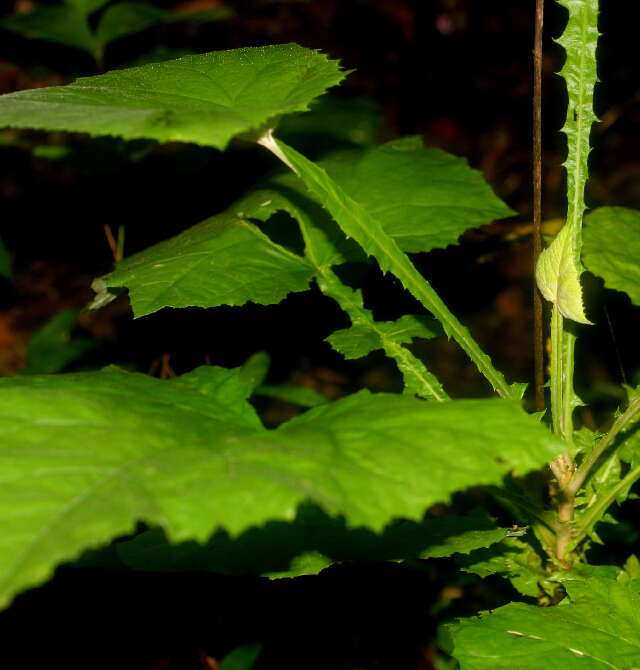 Image of Onoseris onoseroides (Willd. ex Kunth) B. L. Rob.