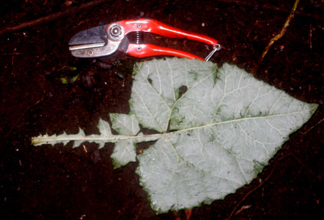 Image of Onoseris onoseroides (Willd. ex Kunth) B. L. Rob.