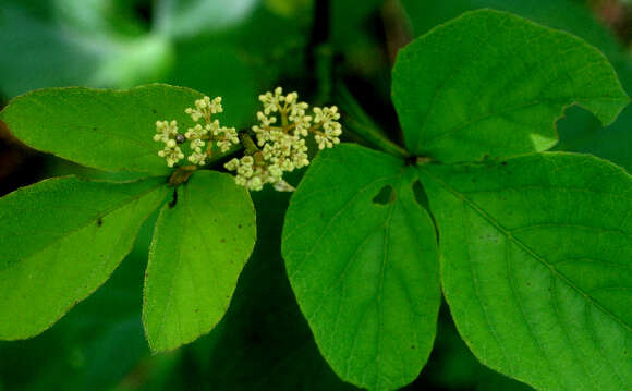 Image of Cissus fuliginea Kunth