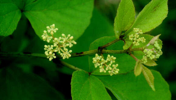 Image of Cissus fuliginea Kunth