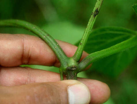 Image of Cissus fuliginea Kunth